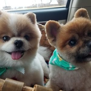 Meet your Posher, Pam